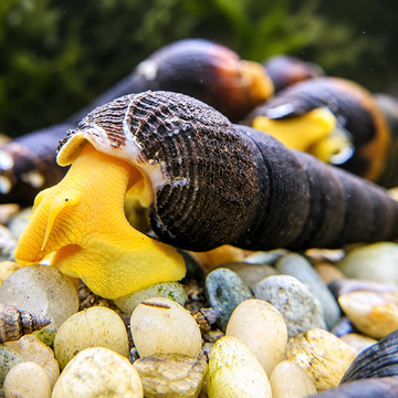 Tavşan Salyangoz (Tylomelania sp.)