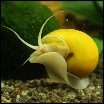 Elma Salyangoz Gold (Pomacea diffusa)