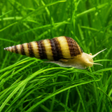 Katil Salyangoz (Anentome helena)