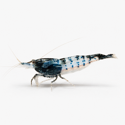Neocaridina Carbon Rili Tatlı Su Karidesi - 1 Adet