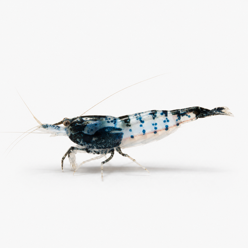 Neocaridina Carbon Rili Tatlı Su Karidesi - 1 Adet