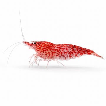 Neocaridina Kırmızı Sakura Tatlı Su Karidesi - 1 Adet