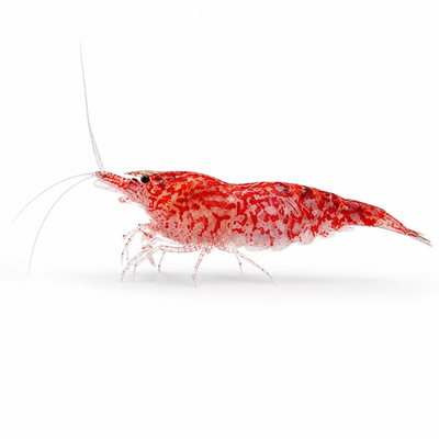 Neocaridina Kırmızı Sakura Tatlı Su Karidesi - 1 Adet