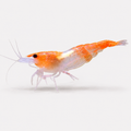 Neocaridina Orange Rili Tatlı Su Karidesi - 1 Adet