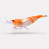 Neocaridina Orange Rili Tatlı Su Karidesi - 1 Adet