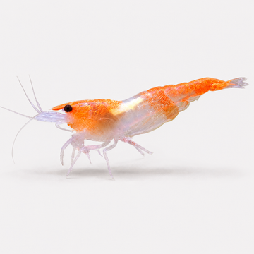 Neocaridina Orange Rili Tatlı Su Karidesi - 1 Adet