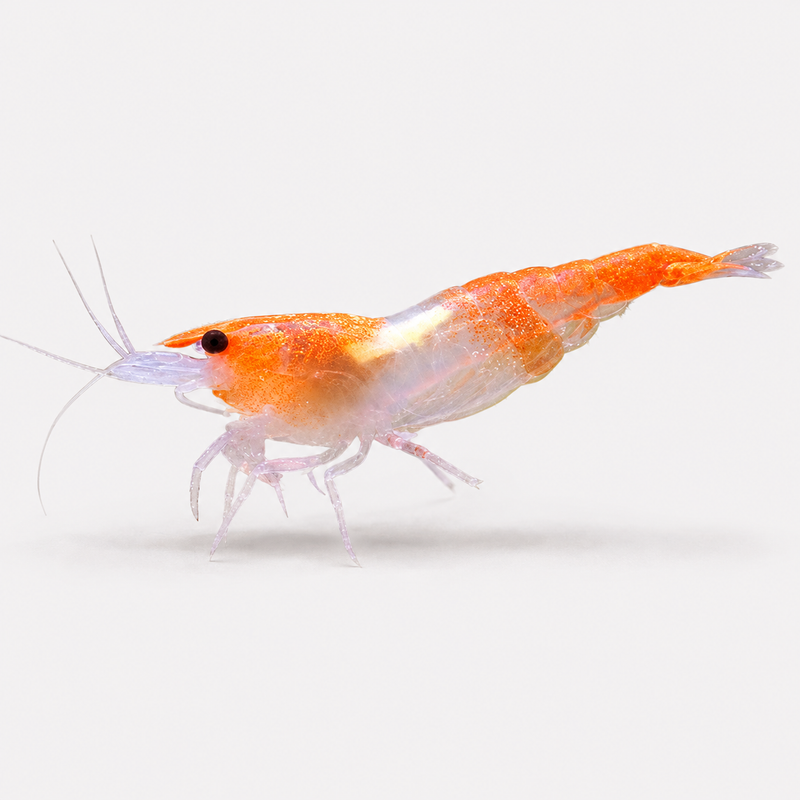 Neocaridina Orange Rili Tatlı Su Karidesi - 1 Adet