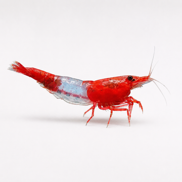 Neocaridina Kırmızı Rili Tatlı Su Karidesi - 1 Adet