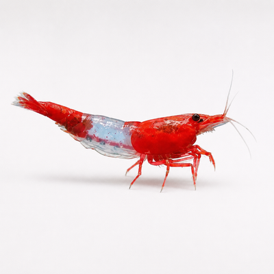 Neocaridina Kırmızı Rili Tatlı Su Karidesi - 1 Adet