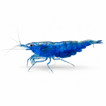 Neocaridina Mavi Melek Tatlı Su Karidesi - 1 Adet
