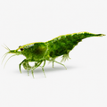 Neocaridina Yeşil Jade Tatlı Su Karidesi - 1 Adet