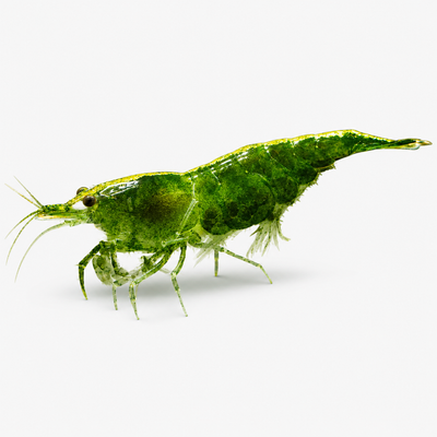 Neocaridina Yeşil Jade Tatlı Su Karidesi - 1 Adet